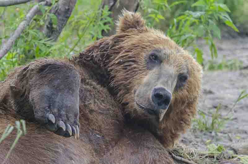 Oso Pardo - Kamchatka - Rusia 48.jpg